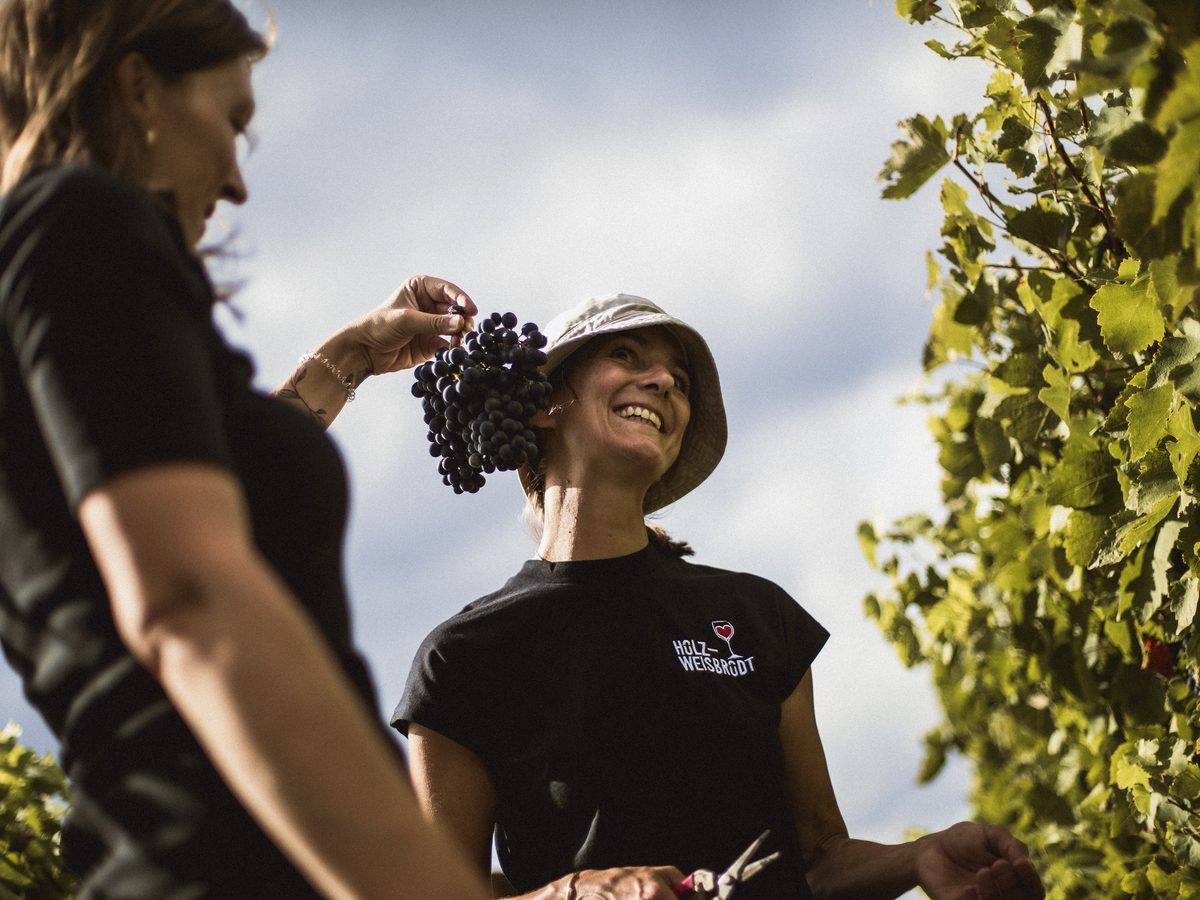 Weinwanderung Weisenheim am Berg: Weinlese beim Weingut Holz-Weisbrodt
