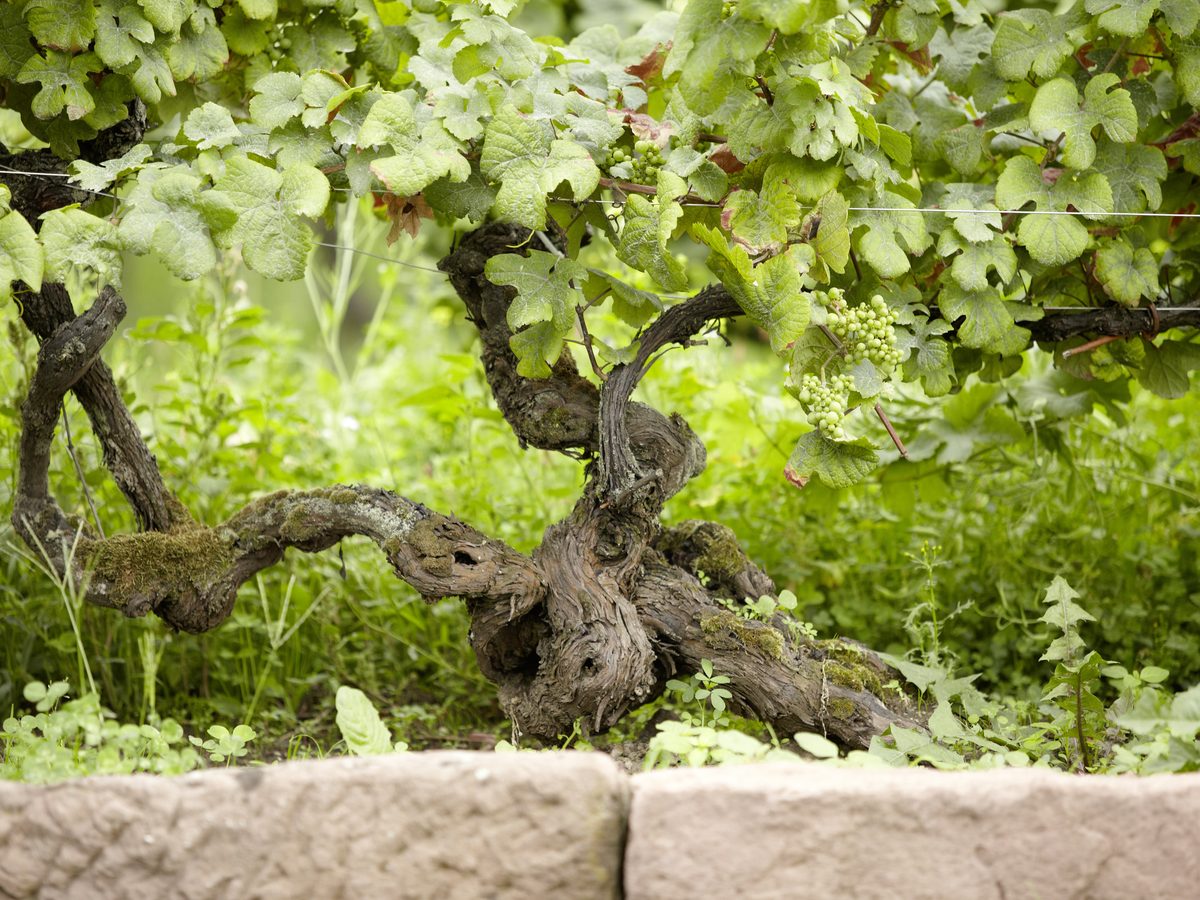 Weinwanderung bei Landau: alter Rebstock beim Weingut Oberhofer in Edesheim